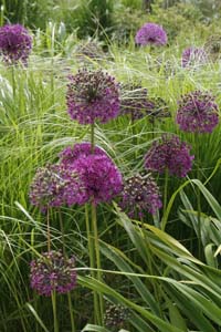 Allium foto: Susanna Rosén