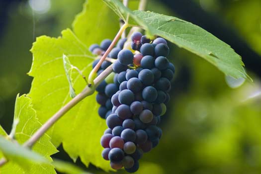 Fruktigt vin till grillat