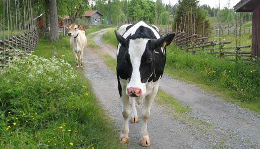 Bastbergets gamla fäbod