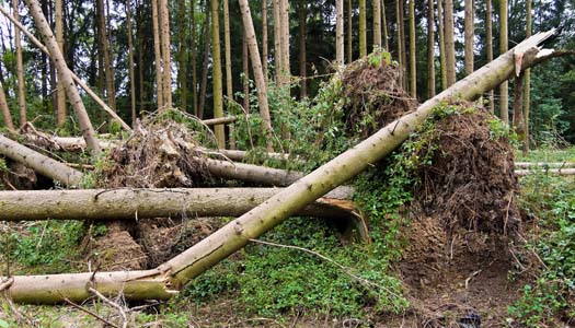 Stormsäkra telefonin i glesbygden