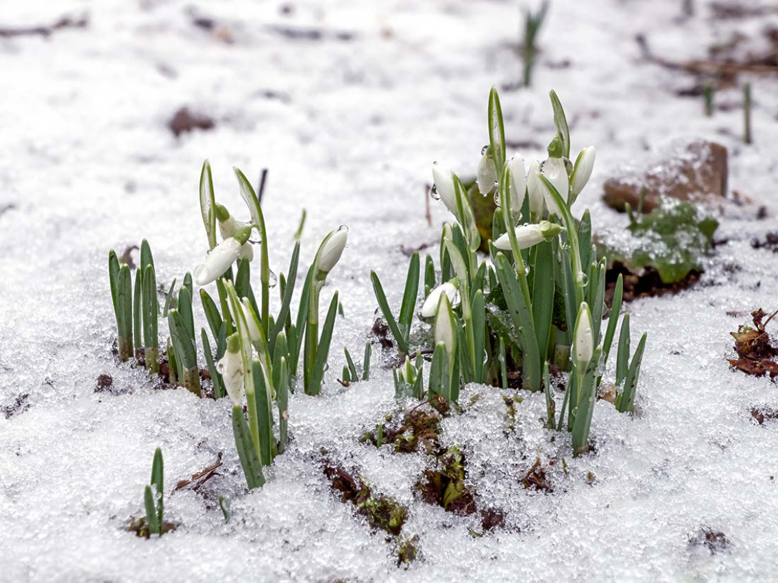 Tävla i seniorens marsquiz