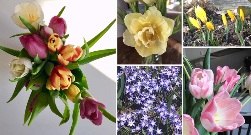 Dags+att+fota+blommor