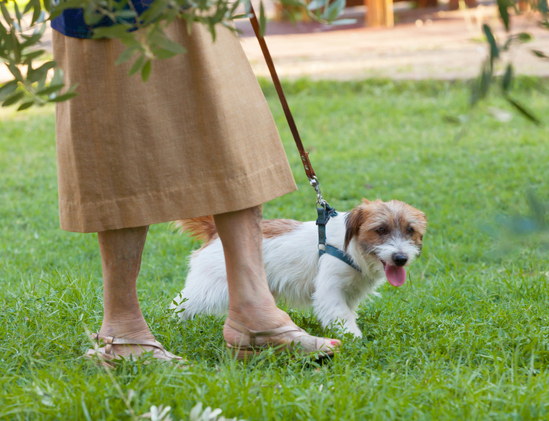 Varning för att gå ut med hunden