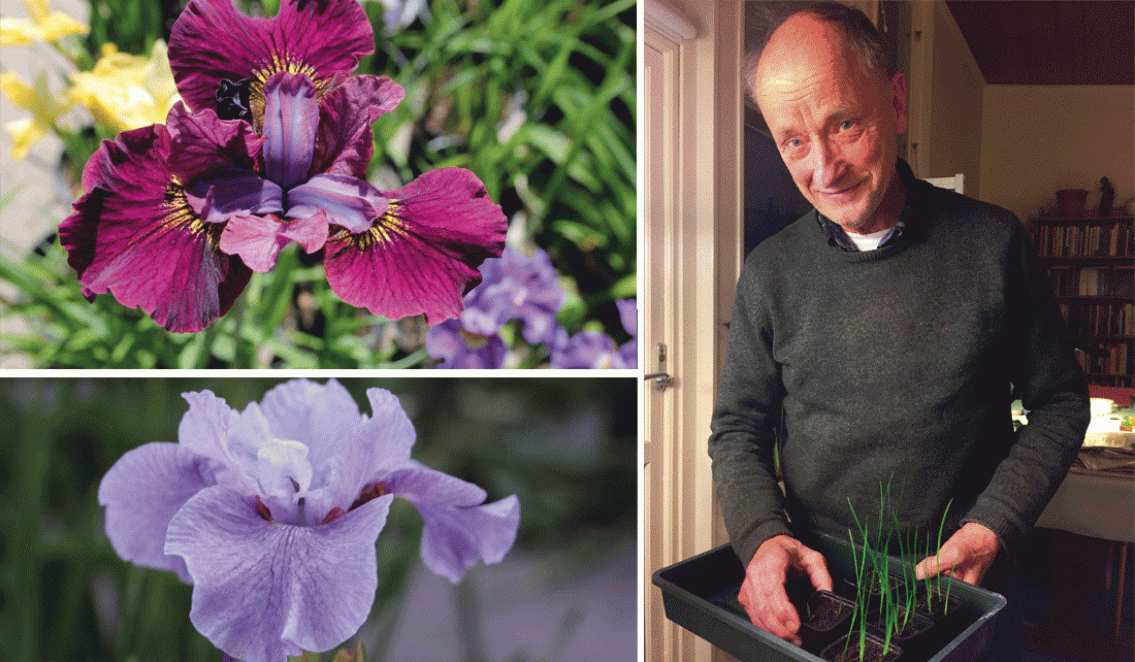 Blommor – Älskade Iris!