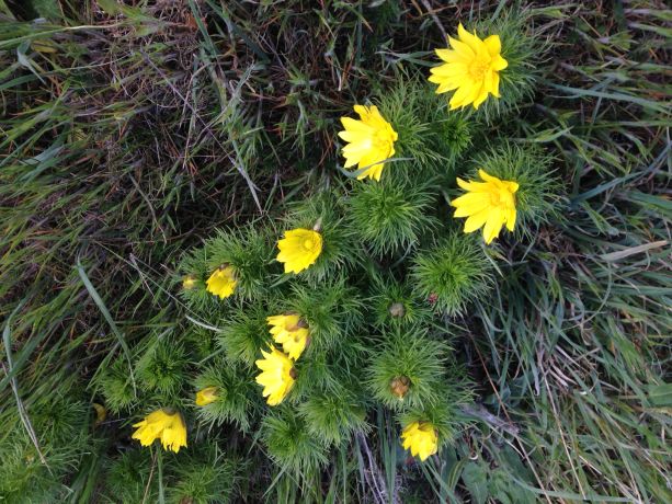 Vår- och sommarblommor på Öland med SPF Seniorerna Finspång 7 – 8 maj 2019