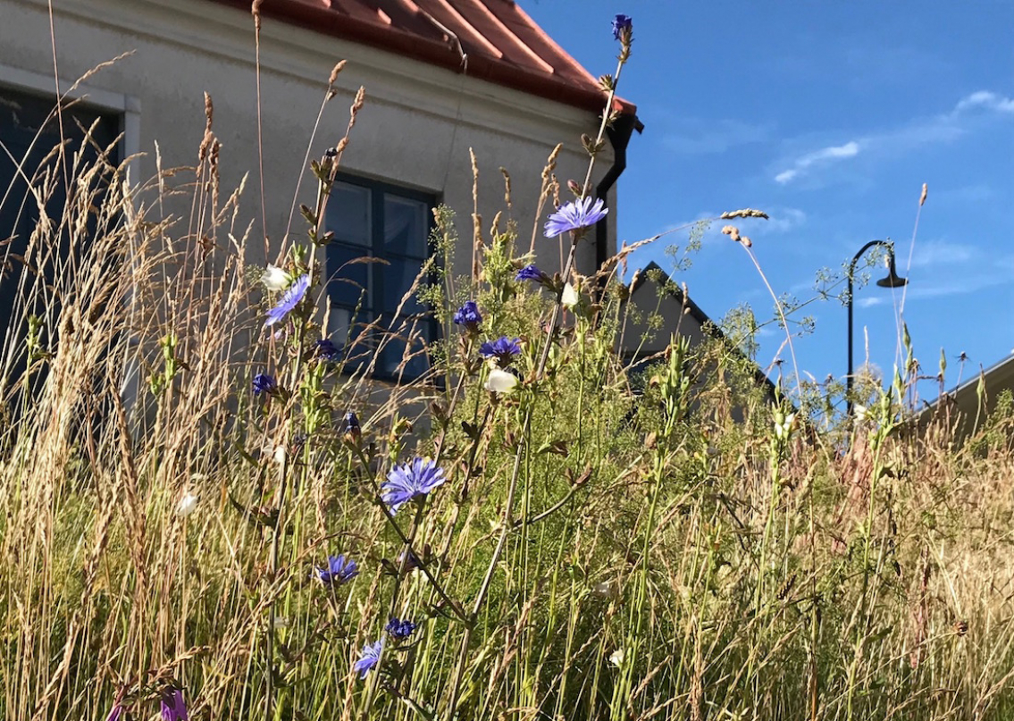 Gå en blomsterpromenad