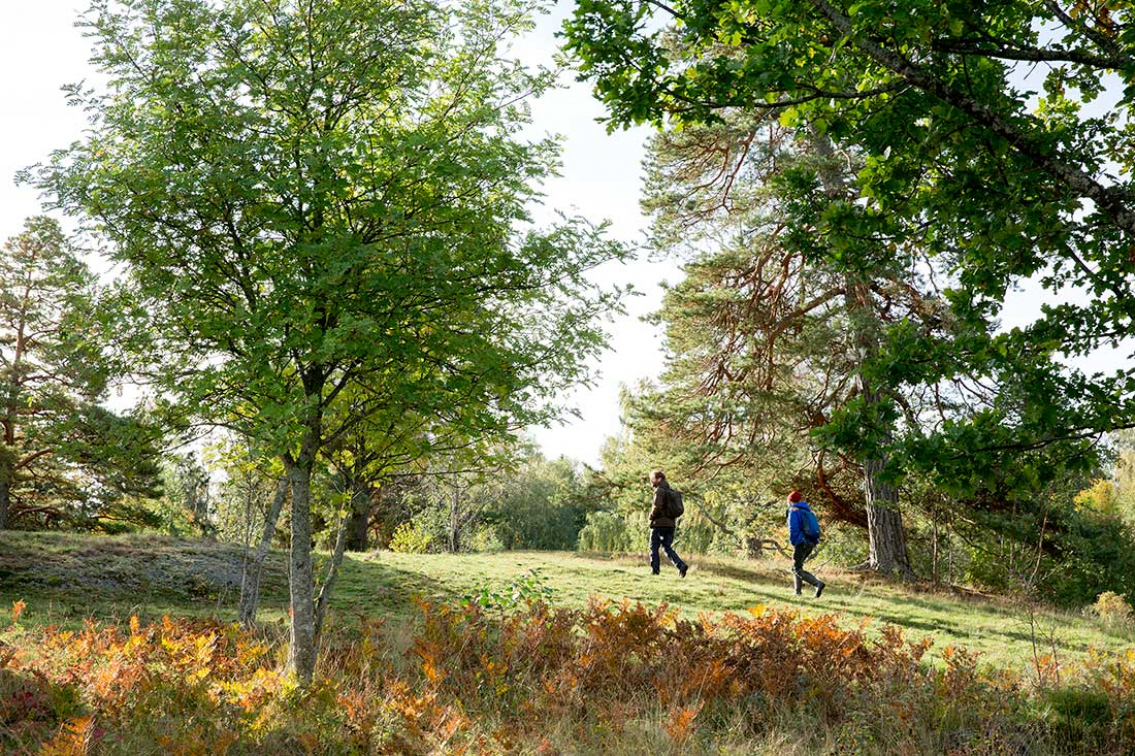 Naturens magi runt hörnet