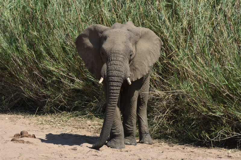 Jagad av törstig elefant