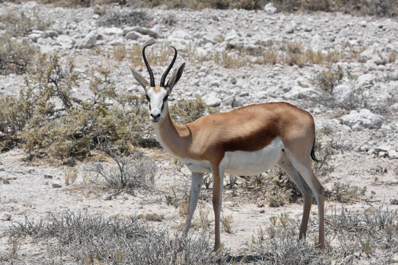 Etosha II