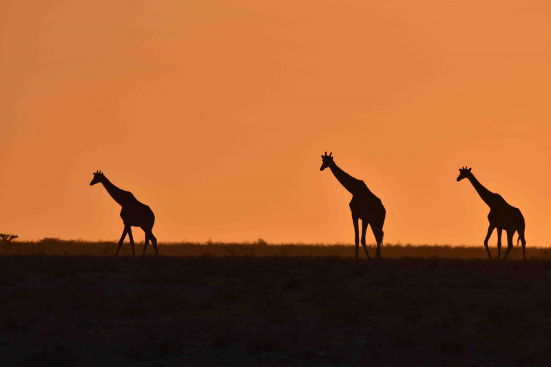 Etosha