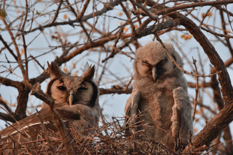 Windhoek och vidare till Botswana