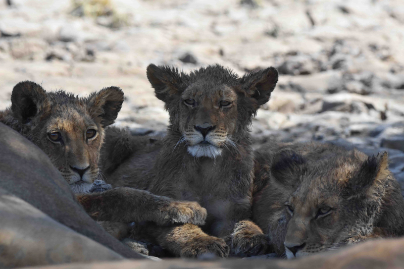 Storslagna Kalahari