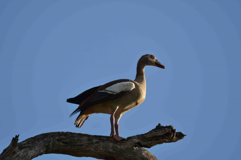 Bara några få bilder till från fantastiska South Luangwa