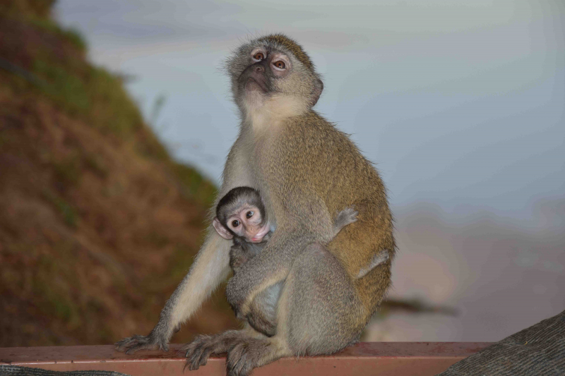 South Luangwa, alla andra djur