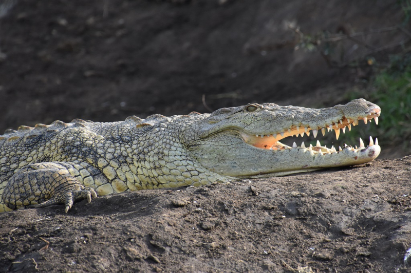 Queen Elizabeth National Park