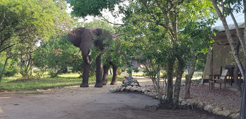 Vi får besök av en elefant och en flodhäst i vårt tältläger.