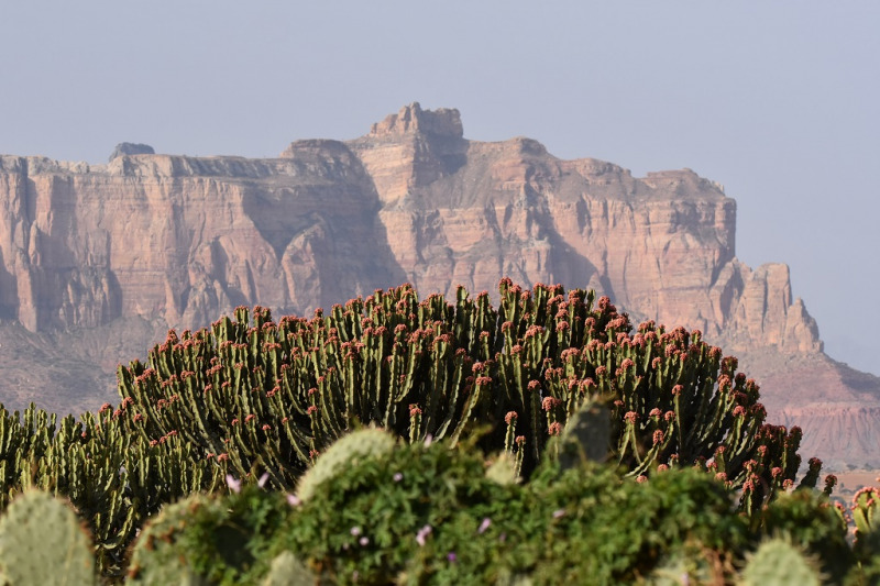 Naturen i Tigray