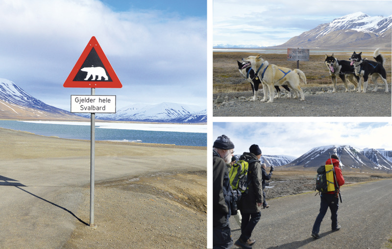 Resa Svalbard – i isbjörnarnas rike