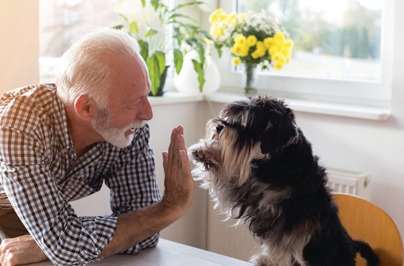 Ruinerad hos veterinären