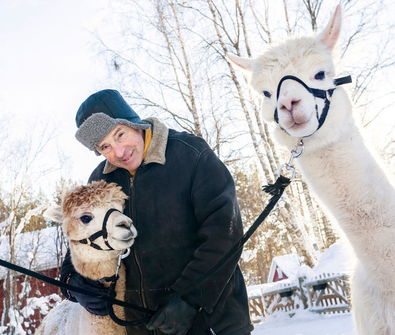 Robert och hans alpackor