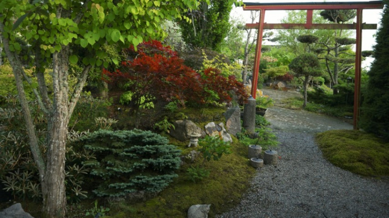 Besök i den japanska trädgården i Svalsta Nyköping