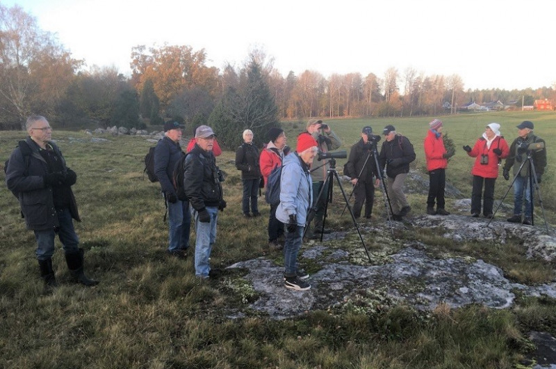 Höstens sista fågelskådning en riktig höjdare