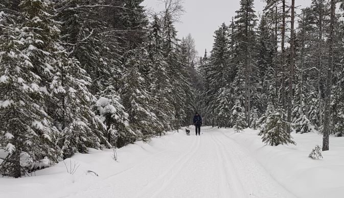 Skidåkning i Sörskog för SPF Seniorerna Falun