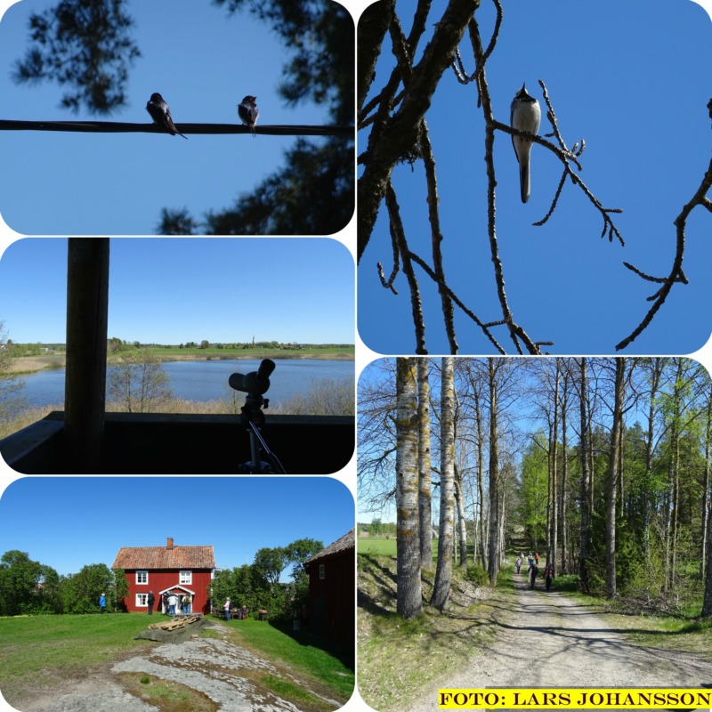 SPF Seniorerna Finspång, Fågelvandring vid Ölstad