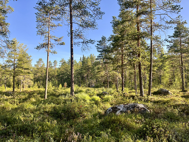 Vem lufsar där?