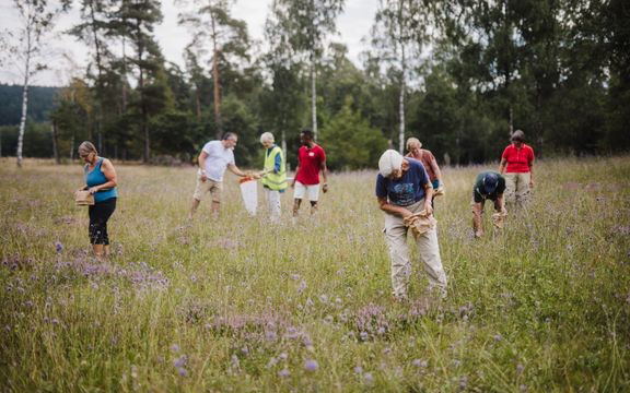 ”Fröets dag” ska få Sverige att blomstra igen