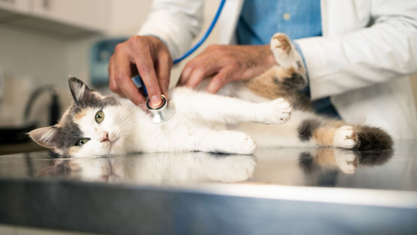 Regeringen vill sätta prispress på veterinären