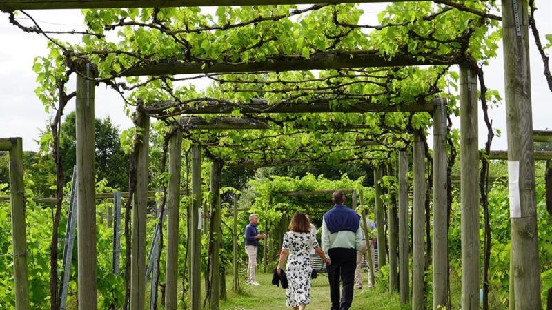 Vingårdar i Skåne