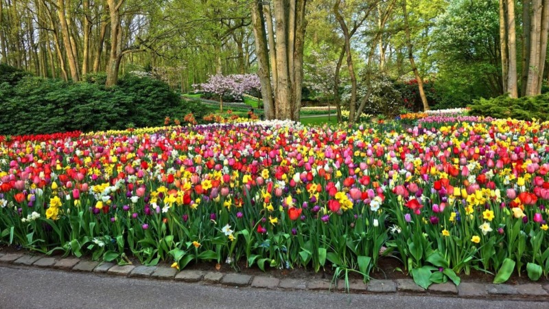 Flodkryss med blomstertåget