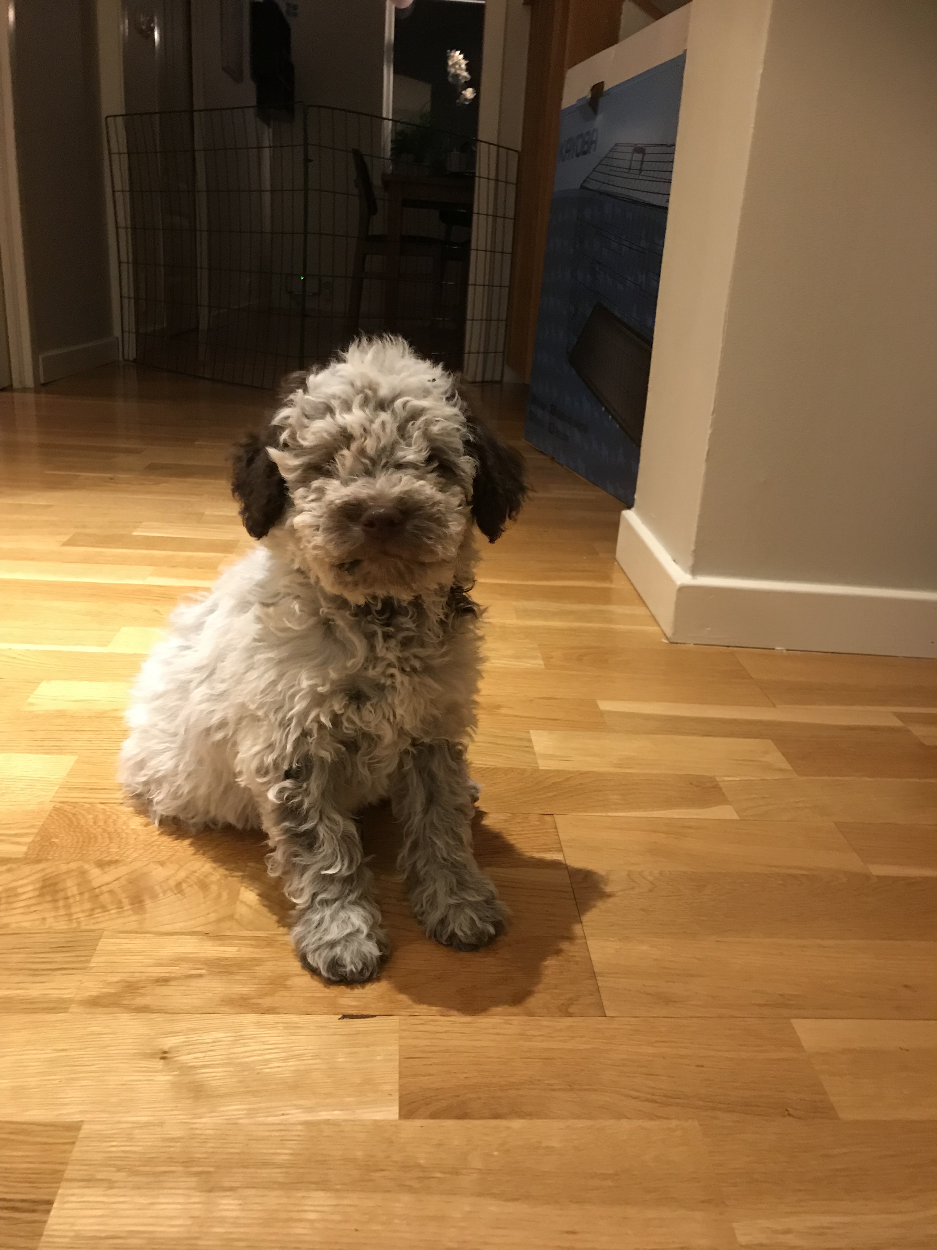 Dagmatte/husse sökes